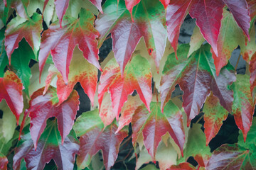Close-up virginia creeper on walls, red and green leaves in autumn. Wild grape background.
