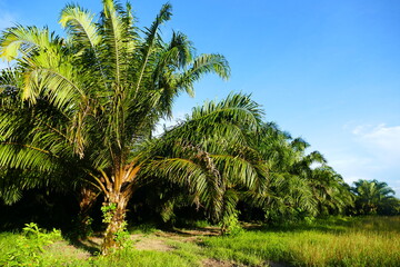 Obraz na płótnie Canvas Large plantations of dende oil palms with fruits (elaeis guineensis) in Brazil on an area that was formerly covered by the Amazon rainforest.