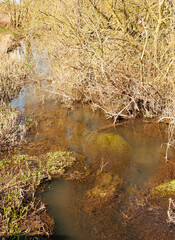 Brown stagnant water example