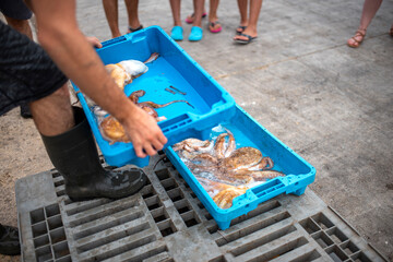 Box of freshly caught fish from the sea, preparing them for sale.