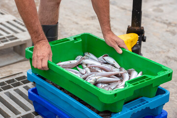 Box of freshly caught sardines, preparing them for sale.