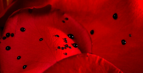 Red rose petals with blood drops it 