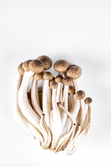 Collage of fresh whole and sliced shimiji mushrooms isolated on white background. Top view