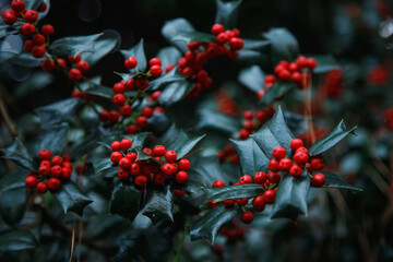 Christmas Holly red berries. Holly green foliage with mature red berries. Green leaves and red berry Christmas holly, close up card