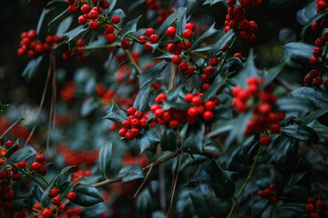 Christmas Holly red berries. Holly green foliage with mature red berries. Green leaves and red...