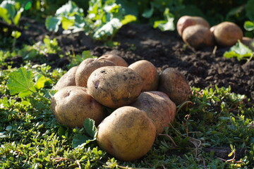 A large beautiful potato freshly dug lies in the garden, harvesting potatoes on a sunny, clear day.