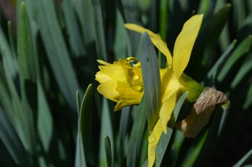 a drop of rain on a yellow daffodil flower