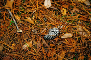 a pine cone on the ground among pine needles.