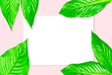 Creative layout from green leaves on a bright background. Сopy spaсe