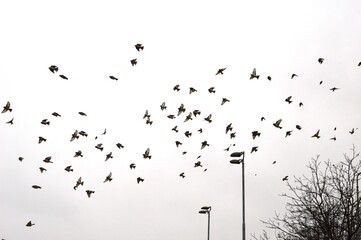 a flock of small birds in flight