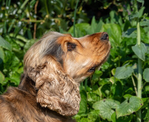 Cocker Spaniel in sunshine, Looking Up