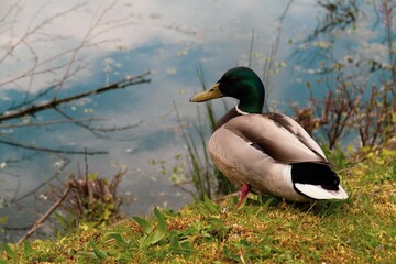 Duck posing for the camera