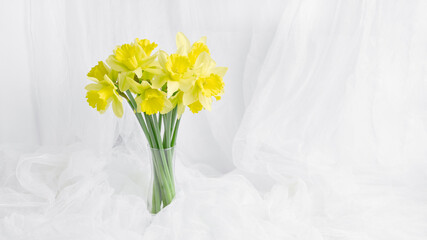 beautiful bouquet of yellow daffodils in a transparent vase. spring flowers on a white background. soft fabric in the form of tulle waves on the background. copy sapce, long banner