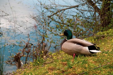 Duck posing for the camera