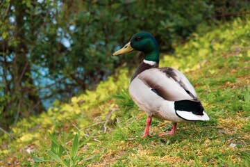 Duck posing for the camera
