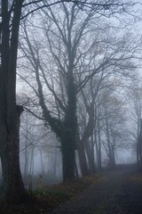 Obraz premium foggy morning in northern Germany, suburb of Hamburg , trees along the street