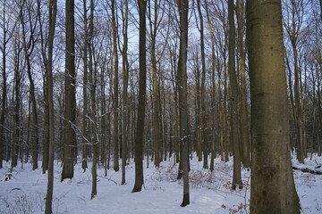 group of trees in forest, winter season with snow