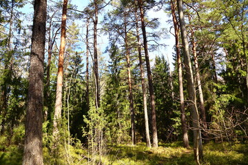 Deep inside a old Swedish forest. Plenty of trunks and trees. Sunny spring weather outside. Some shade and shadows. Mostly pine and fir tree. Stockholm, Sweden, Europe.