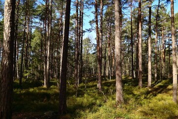 Obraz premium Deep inside a old Swedish forest. Plenty of trunks and trees. Sunny spring weather outside. Some shade and shadows. Mostly pine and fir tree. Stockholm, Sweden, Europe.