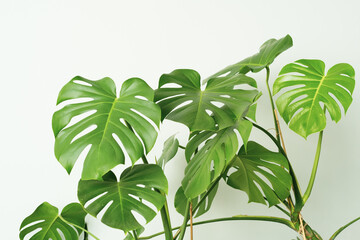 monstera leaves on white background