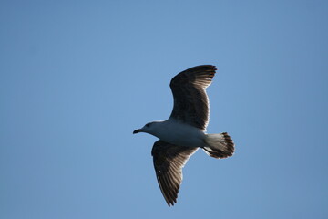 Gabbiano in volo con ali spiegate in cerca di cibo con cielo azzurro sullo sfondo
