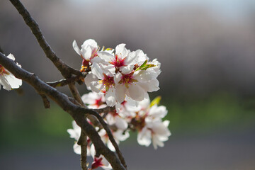 almond branch with flowers. Blurred background.