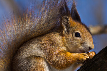 The squirrel eats a nut.
The squirrel sits on a tree branch and eats a nut, holding it with its front paws.

