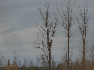 Storks nest in a group of three poplars. Dramatic sky.