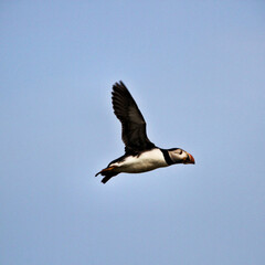 A view of a Puffin in flight