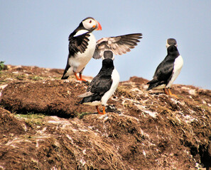 Puffins on Farne Islands