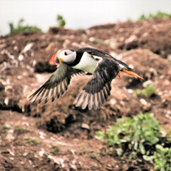 A Puffin in flight over Farne Islands