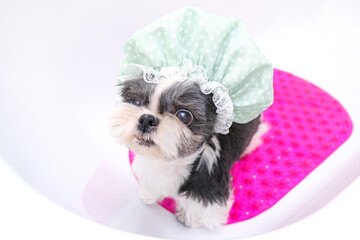 dog in the grooming salon; the dog takes a shower; the pet gets beauty treatments in the dog beauty salon. in the bathroom in a shower cap