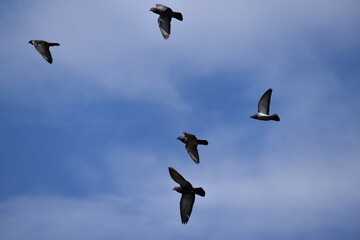 Pigeons in Flight