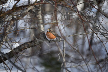 Robin on a Branch in Winter