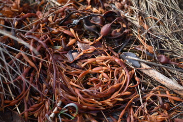 Beached Seaweed