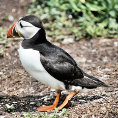 A close up of a Puffin on Farne Islands