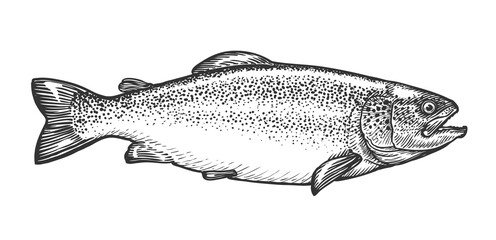 Sketch of trout in vintage engraving style. Hand drawn vector illustration of fish isolated on white background