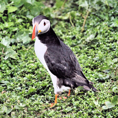 A close up of a Puffin on Farne Islands