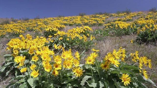 Arrowleaf Balsamroot Yellow Wild Flowers 