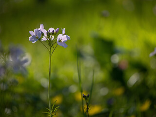 fleure mauve