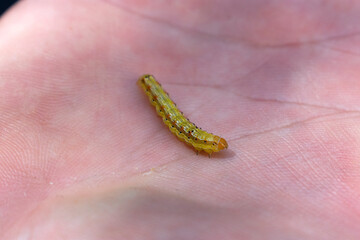close up of caterpillar in a hand
