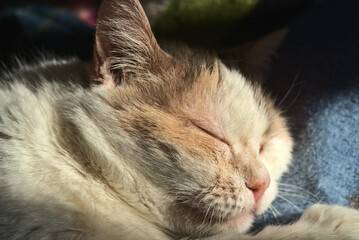 European cat sleeping 