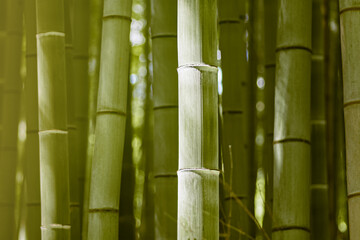 background of trunks of bamboo in the sun, macro shooting, only one bamboo stick is in focus, the rest are in the background in blur