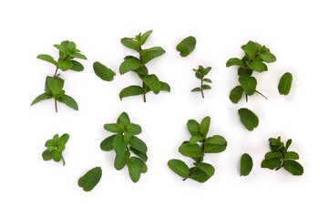 Fresh green leaves mint ( Mentha ) on a white background. Top view, flat lay