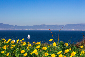 Landscape of yellow dandelions and a sea view with a boat at the coast of Majorca, Spain.