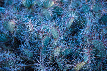 blue spruce branches