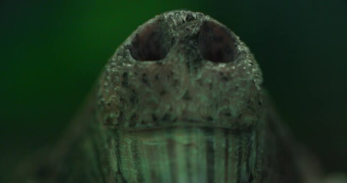 nose underwater close-up of an alligator turtle Large alligator snapping turtle in an aquarium. Taken on the phone
