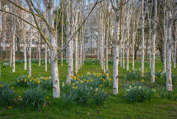 Gennevilliers, France - 02 27 2021: Chanteraines park. Nature in bloom in spring season. Carpet of yellow daffodils