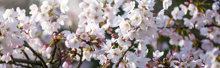 バナーサイズに切り抜いた桜画像