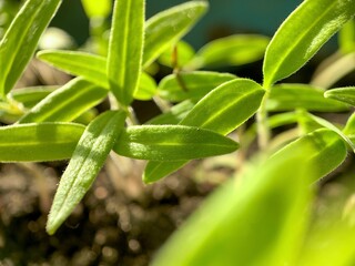 Green tomato sprouts in black soil, spring indoors seedlings, growing young vegetables in windowsill garden, macro photo